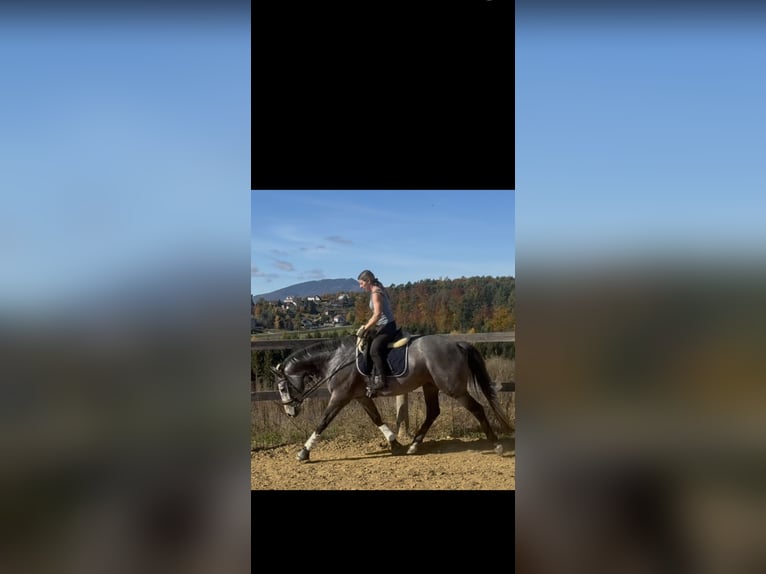 Koń oldenburski Klacz 13 lat 165 cm Gniada in Gschwendt