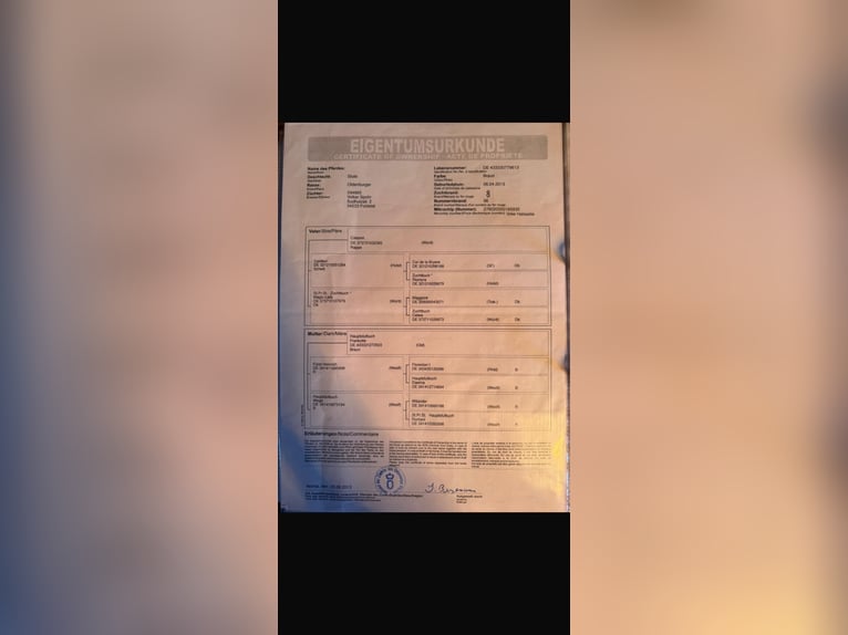 Koń oldenburski Klacz 13 lat 165 cm Gniada in Gschwendt