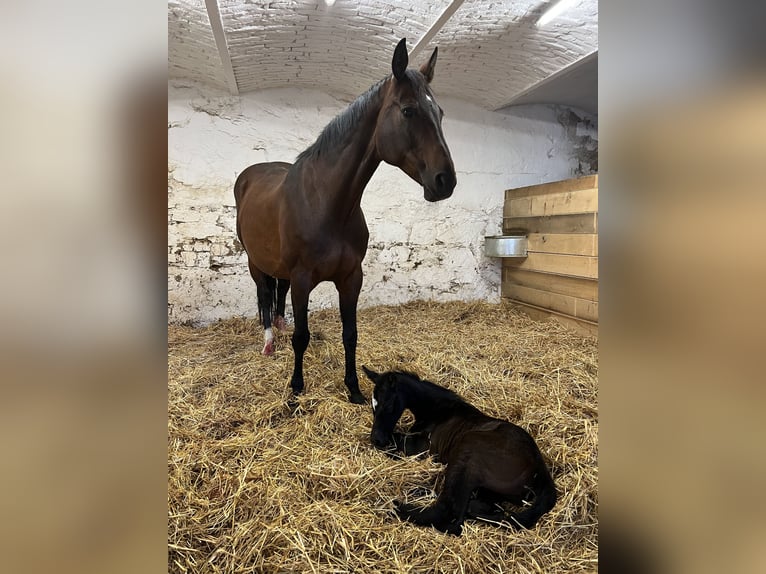 Koń oldenburski Klacz 13 lat 165 cm Gniada in Gschwendt