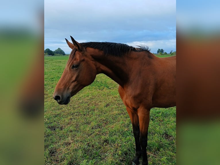 Koń oldenburski Klacz 13 lat 165 cm Gniada in Friesack
