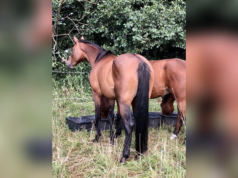 Koń oldenburski Klacz 13 lat 165 cm Gniada in Ribbesbüttel