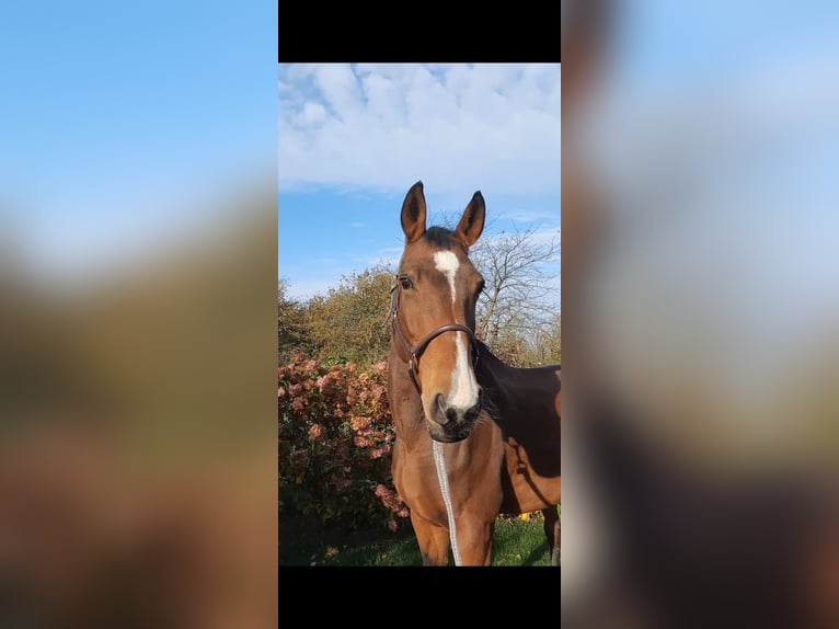 Koń oldenburski Klacz 13 lat 165 cm Gniada in Neukirchen/Erzgebirge