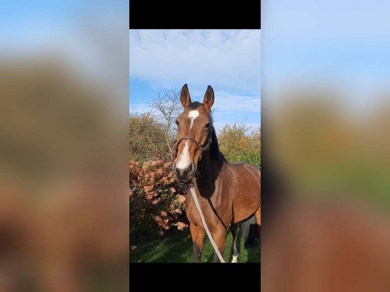 Koń oldenburski Klacz 13 lat 165 cm Gniada in Neukirchen/Erzgebirge