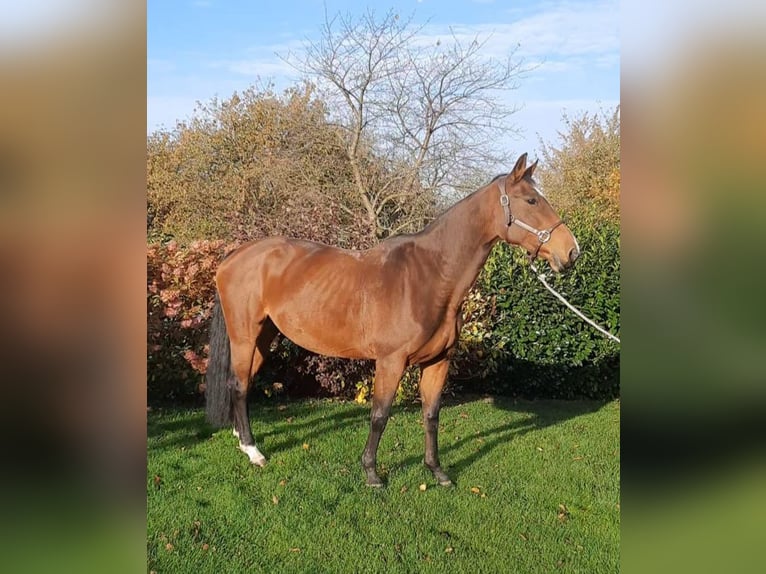 Koń oldenburski Klacz 13 lat 165 cm Gniada in Neukirchen/Erzgebirge