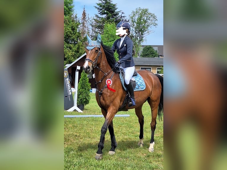 Koń oldenburski Klacz 13 lat 165 cm Gniada in Neukirchen/Erzgebirge