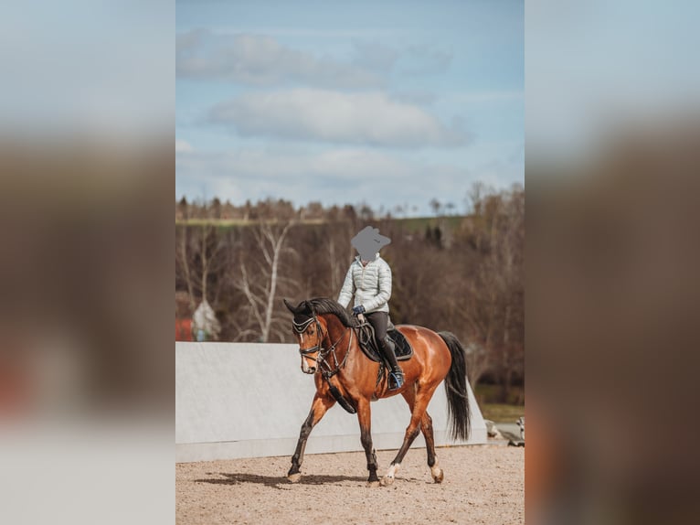 Koń oldenburski Klacz 13 lat 165 cm Gniada in Neukirchen/Erzgebirge