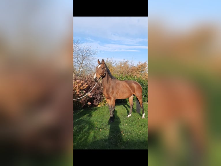 Koń oldenburski Klacz 13 lat 165 cm Gniada in Neukirchen/Erzgebirge