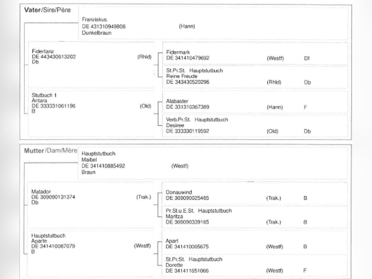 Koń oldenburski Klacz 13 lat 165 cm Gniada in Wachtberg