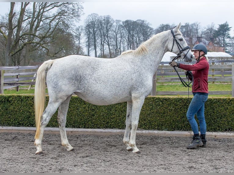 Koń oldenburski Klacz 13 lat 165 cm Siwa w hreczce in yorkshire