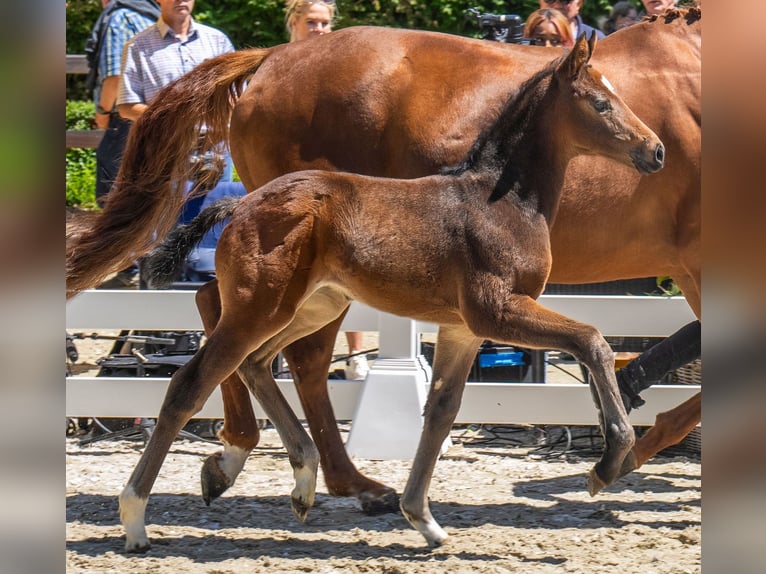 Koń oldenburski Klacz 13 lat 166 cm Ciemnokasztanowata in Roetgen