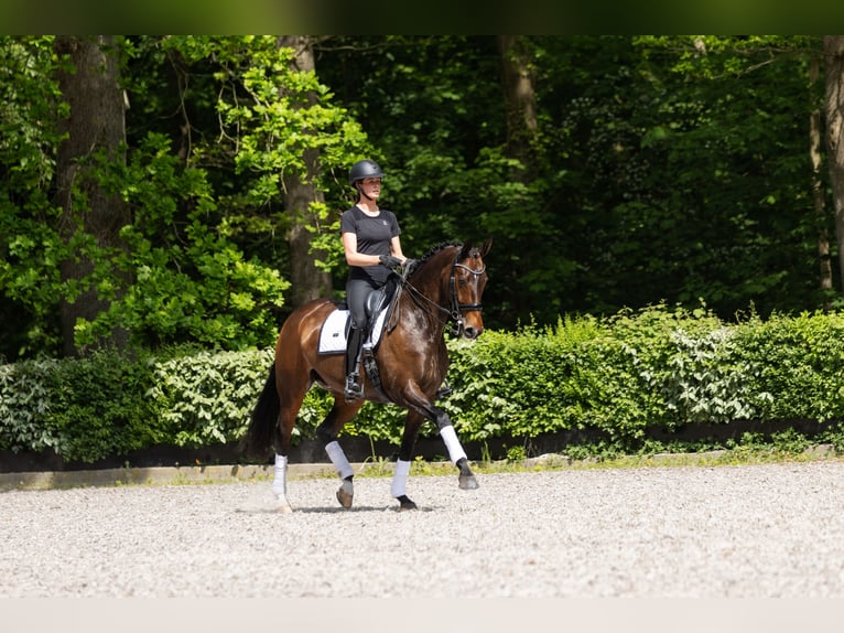 Koń oldenburski Klacz 13 lat 167 cm Ciemnogniada in Vlaardingen