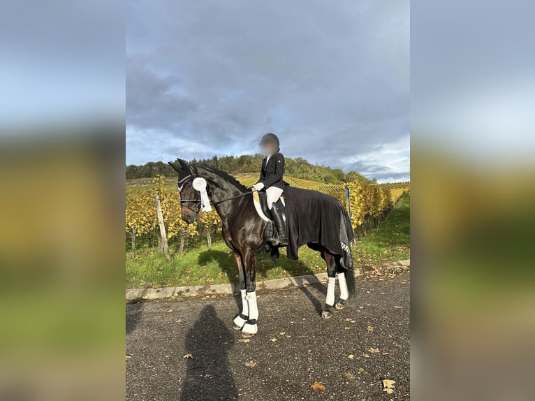 Koń oldenburski Klacz 13 lat 167 cm Ciemnogniada in Neuhausen