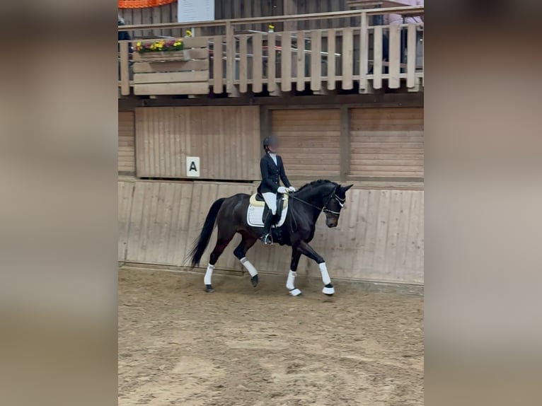 Koń oldenburski Klacz 13 lat 167 cm Ciemnogniada in Neuhausen