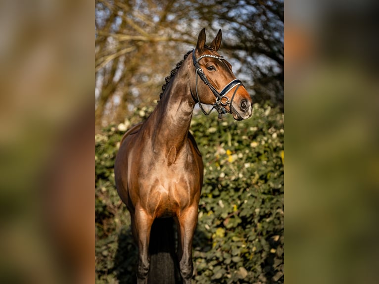 Koń oldenburski Klacz 13 lat 167 cm Ciemnogniada in Vlaardingen