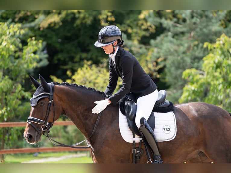 Koń oldenburski Klacz 13 lat 167 cm Ciemnogniada in Vlaardingen