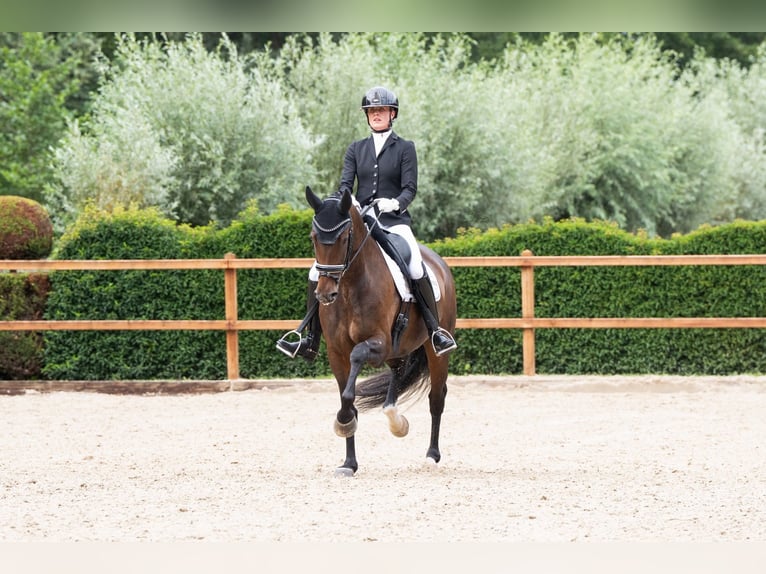 Koń oldenburski Klacz 13 lat 167 cm Ciemnogniada in Vlaardingen