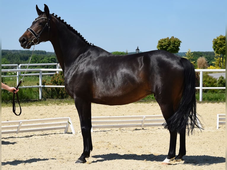 Koń oldenburski Klacz 13 lat 167 cm Ciemnogniada in Wysin