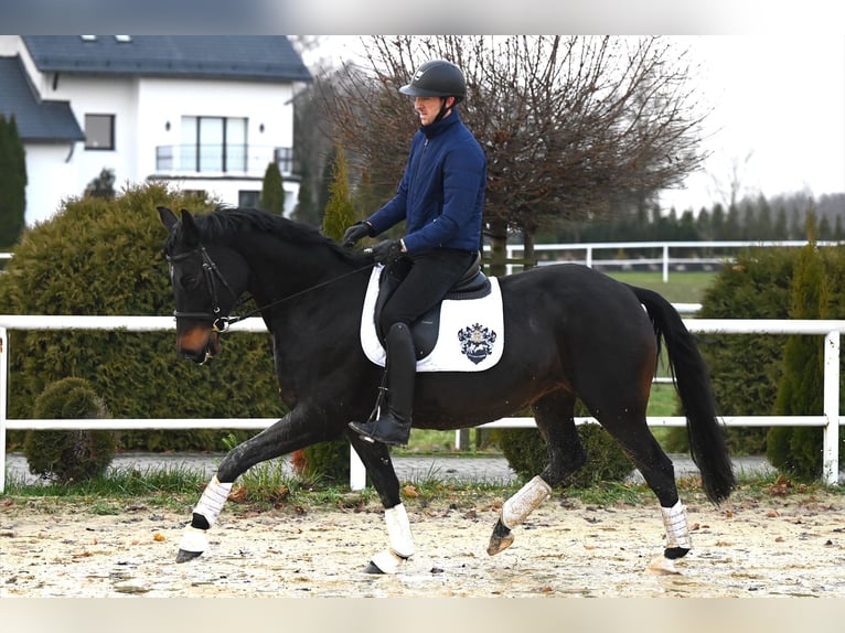 Koń oldenburski Klacz 13 lat 167 cm Ciemnogniada in Wysin