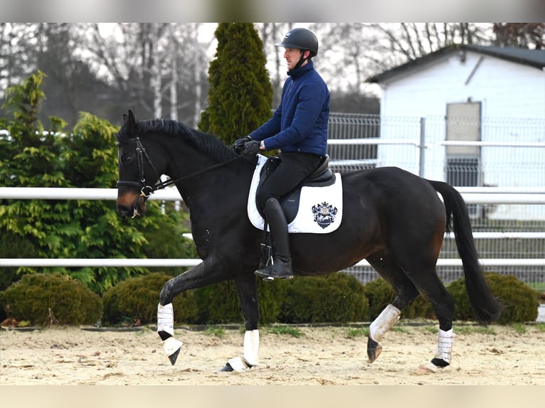 Koń oldenburski Klacz 13 lat 167 cm Ciemnogniada in Wysin