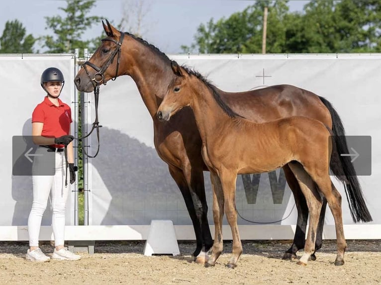 Koń oldenburski Klacz 13 lat 167 cm Gniada in Saerbeck