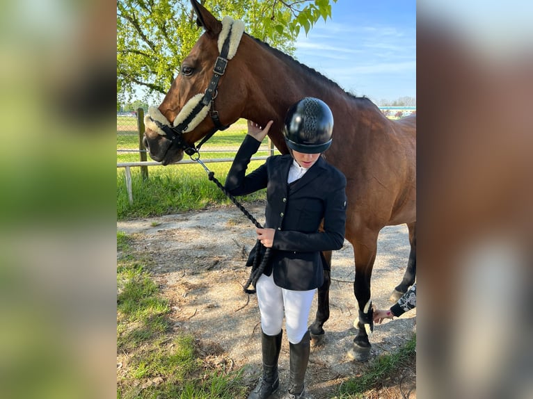 Koń oldenburski Klacz 13 lat 167 cm Gniada in KRIZEVCI