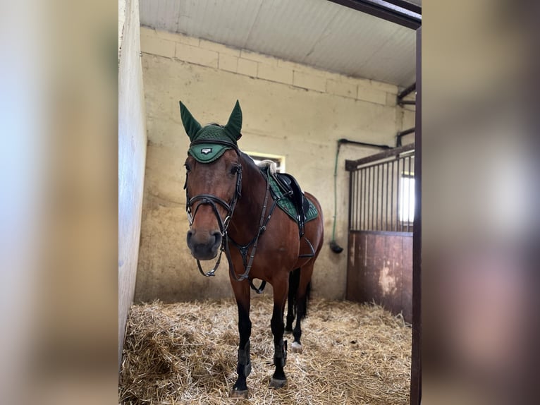 Koń oldenburski Klacz 13 lat 167 cm Gniada in KRIZEVCI