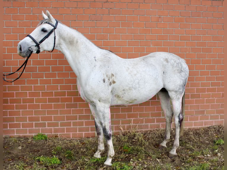 Koń oldenburski Klacz 13 lat 167 cm Siwa in Emstek