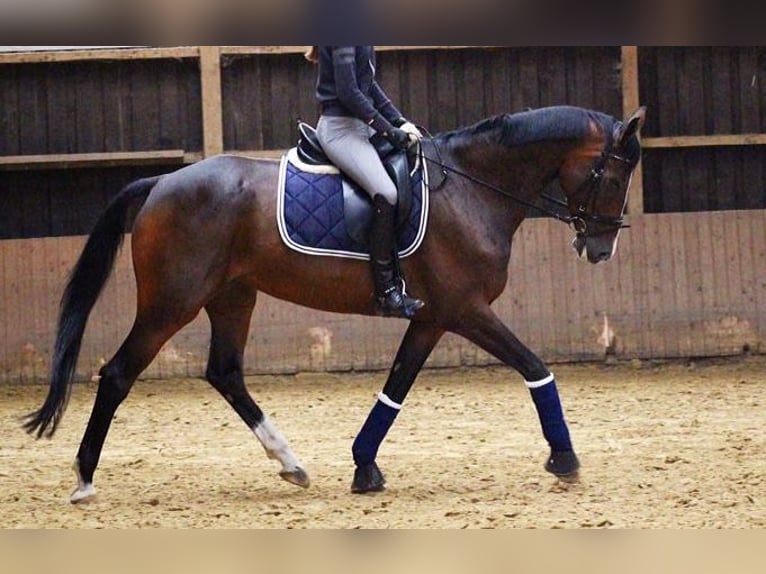 Koń oldenburski Klacz 13 lat 168 cm Ciemnogniada in Steinhagen