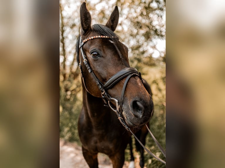 Koń oldenburski Klacz 13 lat 168 cm Ciemnogniada in Schwaigern