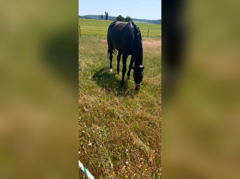 Koń oldenburski Klacz 13 lat 168 cm Ciemnogniada in Schwaigern