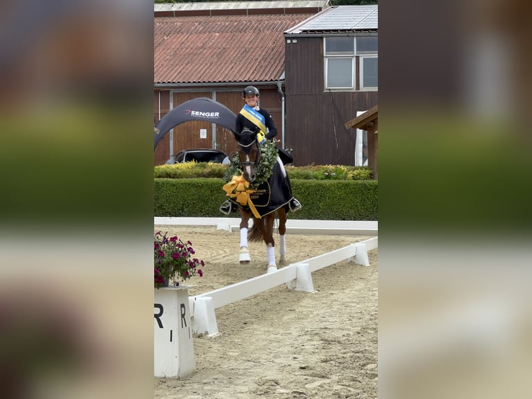 Koń oldenburski Klacz 13 lat 168 cm Ciemnokasztanowata in Dreieich