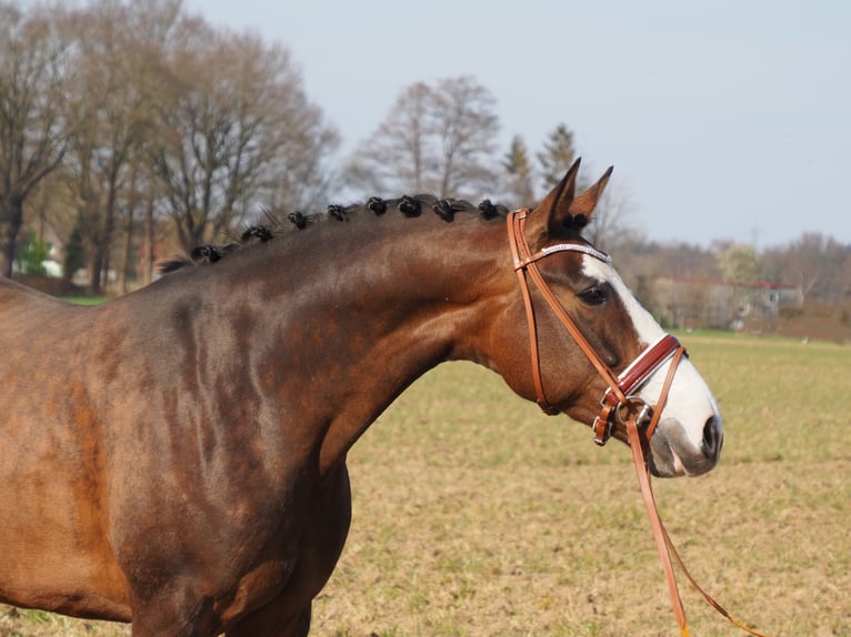 Koń oldenburski Klacz 13 lat 168 cm Gniada in Bramsche