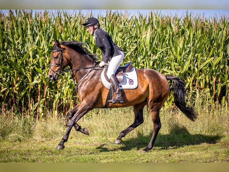 Koń oldenburski Klacz 13 lat 168 cm Gniada in Verden (Aller)