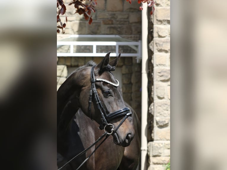 Koń oldenburski Klacz 13 lat 169 cm Skarogniada in Blomberg