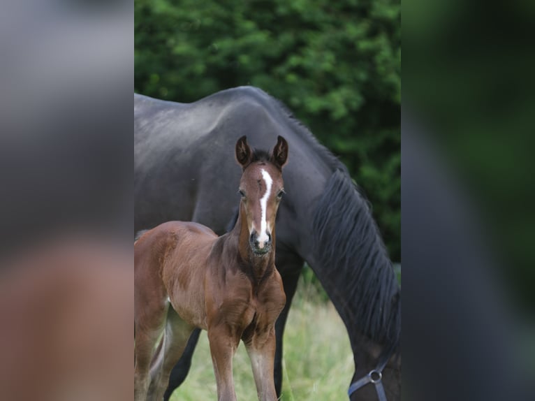 Koń oldenburski Klacz 13 lat 169 cm Skarogniada in Blomberg