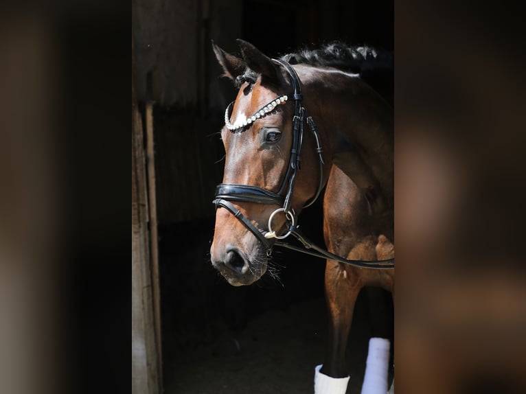 Koń oldenburski Klacz 13 lat 169 cm Skarogniada in Blomberg