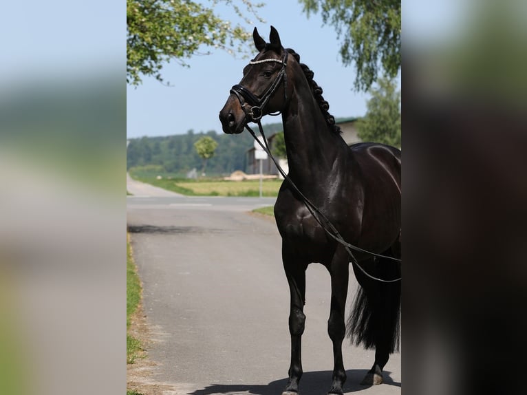 Koń oldenburski Klacz 13 lat 169 cm Skarogniada in Blomberg