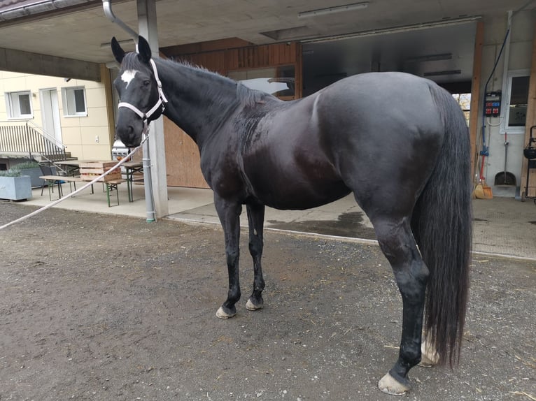 Koń oldenburski Klacz 13 lat 169 cm Skarogniada in Wolhusen