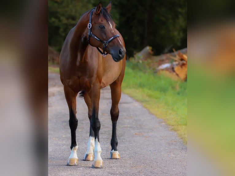 Koń oldenburski Klacz 13 lat 170 cm Gniada in Amberg