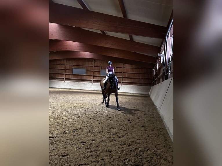 Koń oldenburski Klacz 13 lat 170 cm Skarogniada in Mörlenbach