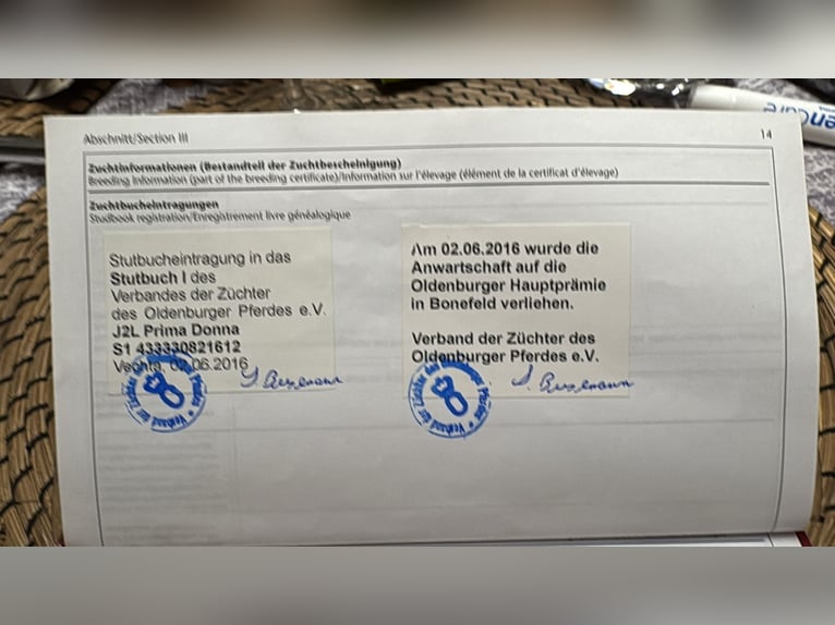 Koń oldenburski Klacz 13 lat 172 cm Ciemnokasztanowata in M&#xF6;nchengladbach