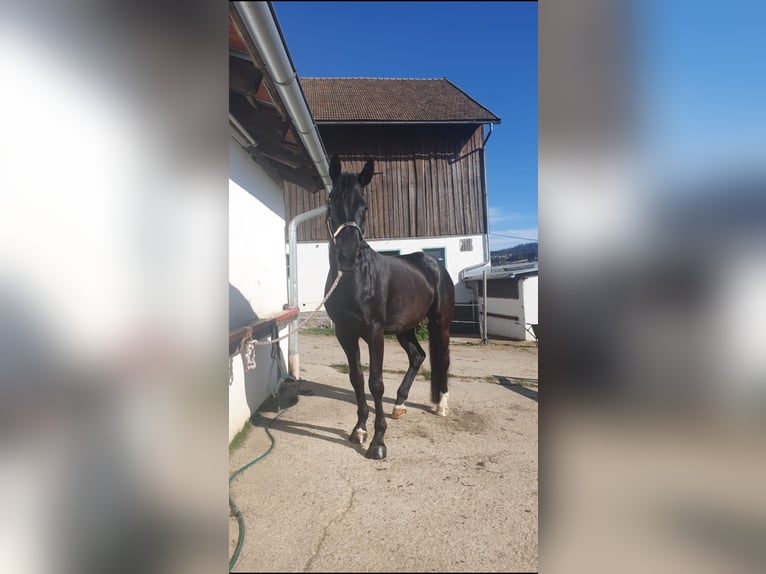 Koń oldenburski Klacz 13 lat 172 cm Kara in Waldkirchen