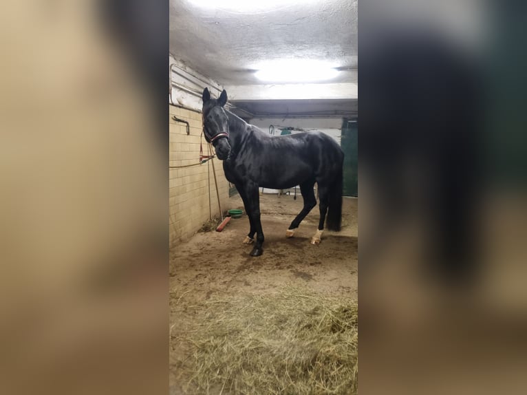 Koń oldenburski Klacz 13 lat 172 cm Kara in Waldkirchen