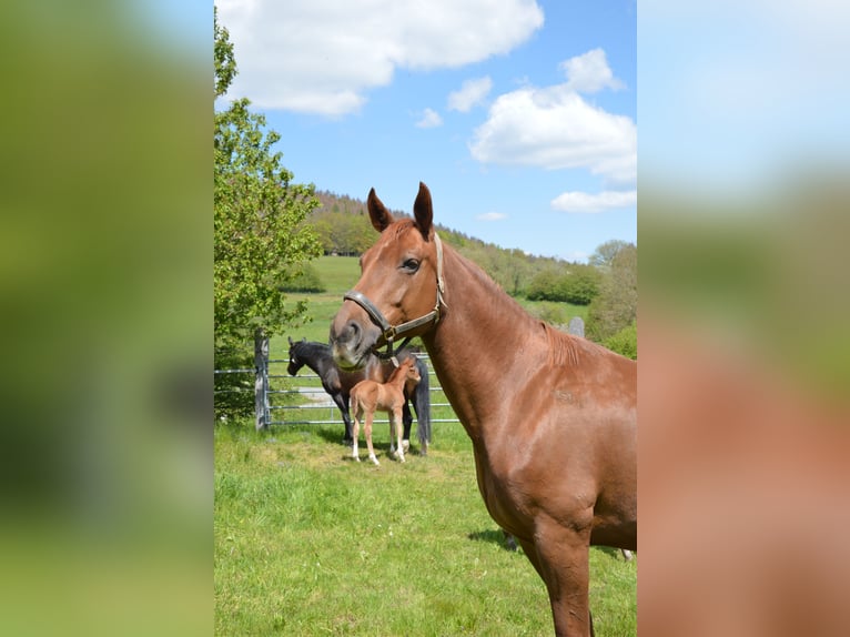 Koń oldenburski Klacz 13 lat 172 cm Kasztanowata in Hatzfeld (Eder)