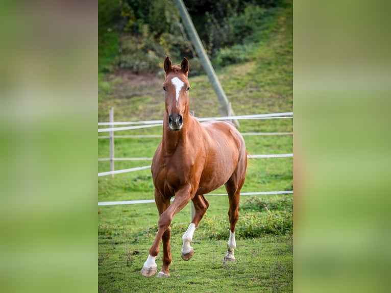 Koń oldenburski Klacz 13 lat 173 cm Ciemnokasztanowata in Galgenen
