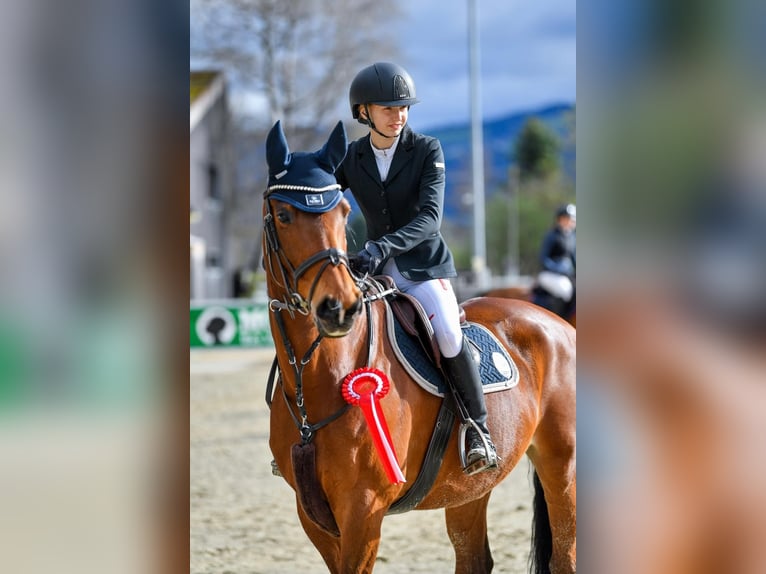 Koń oldenburski Klacz 13 lat Gniada in Dornbirn