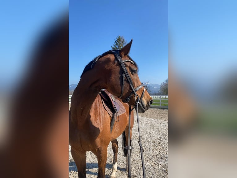 Koń oldenburski Klacz 13 lat Gniada in Dornbirn