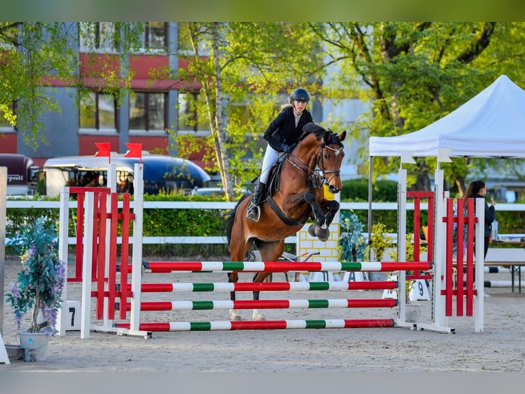 Koń oldenburski Klacz 13 lat Gniada in Dornbirn