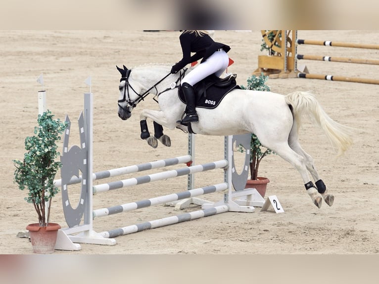 Koń oldenburski Klacz 14 lat 160 cm Siwa in Lichtenfels