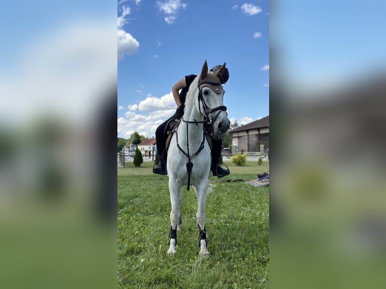 Koń oldenburski Klacz 14 lat 160 cm Siwa in Lichtenfels